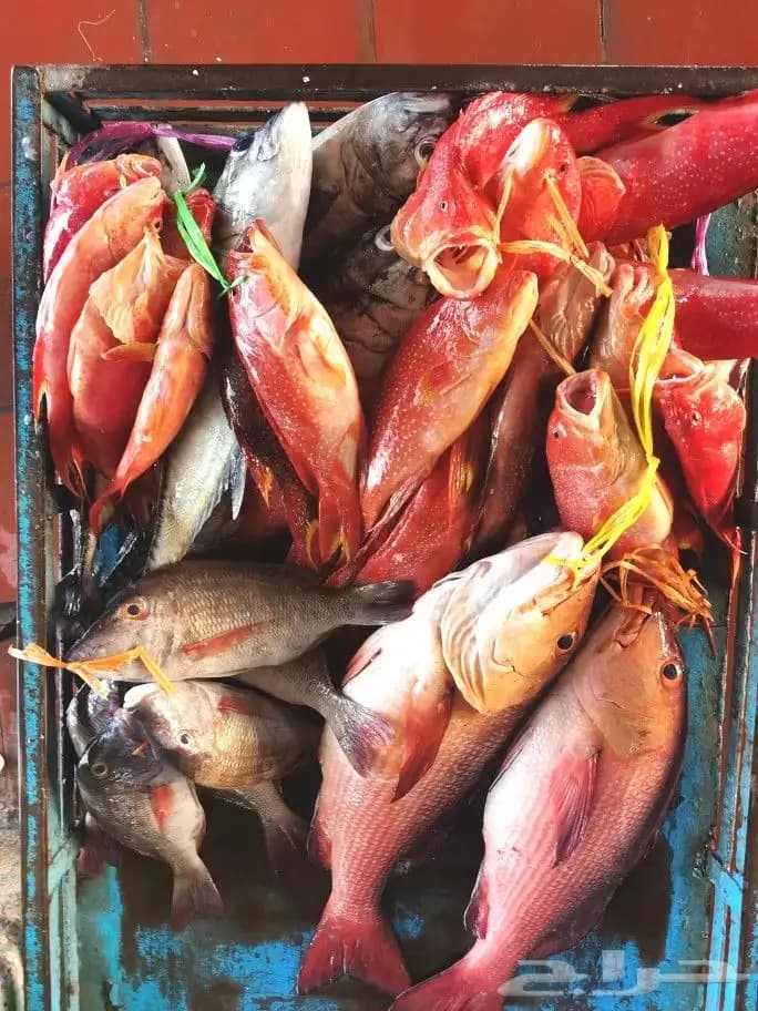Jeddah: A fishing trip by boat in the middle of the Red Sea